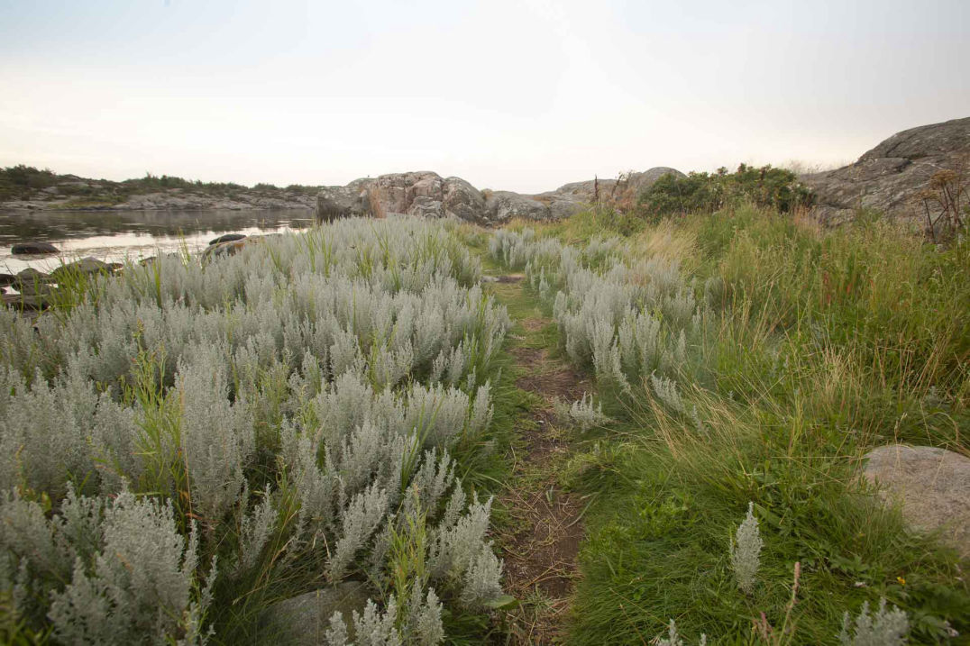 Naturschutzgebiet Vallda Sandö an der Schwedischen Westküste