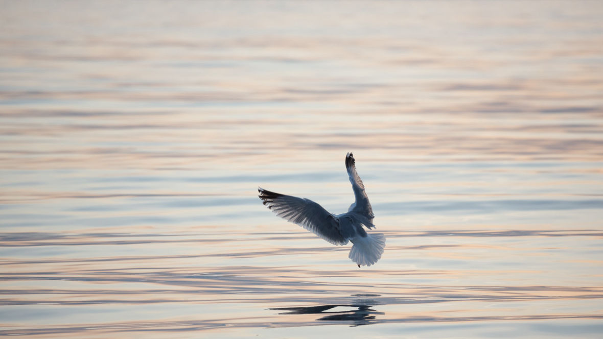 Eckernförder Bucht bei Sonnenaufgang