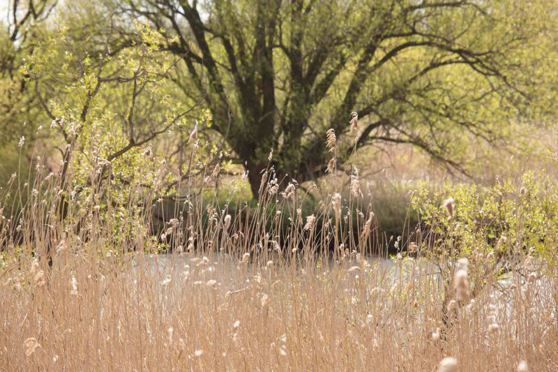 Blockland - Wümme - Nordseite